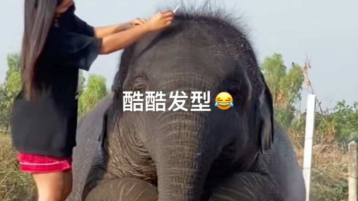 Xiao Hei dan Pang paling suka saat mama menyisir rambut 😂