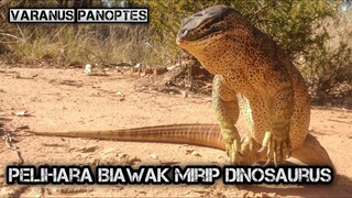 Rutinitas menjemur biawak coklat Papua ( Varanus panoptes / Argus monitor )