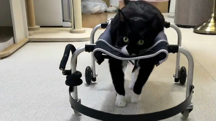 Kucing di depan mata ini jadi viral di seluruh internet karena penampilannya yang manis saat makan d