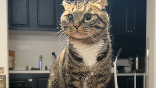 小猫咪快下载反诈app！
