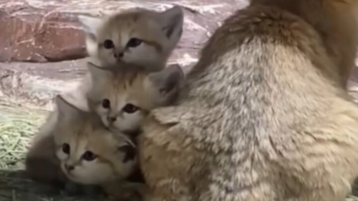 Are kittens really that expensive? Why are there so few of them?