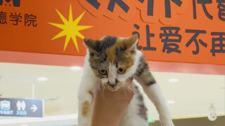 这是一场压力巨大的领养活动
