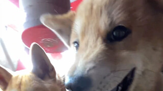 อันดับหนึ่งและอันดับสองของบ้านเมืองไม่ยอมรับการแย้งใดๆ