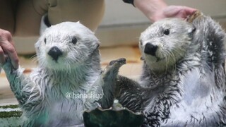 【ثعلب البحر】 ماي-تشان التي تدور في دائرة، وشينشين التي تقدم الموسيقى التصويرية