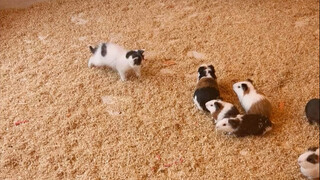 Ketika seekor kucing menyusup ke dalam dunia tikus