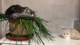 [Pets] A Cat In My Flowerpot! Cats & Flowers Just Can't Live Together