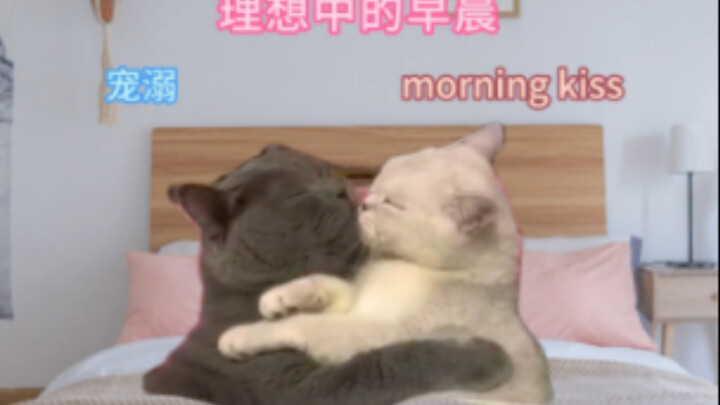Cuộc sống thường ngày của một cặp đôi và những chú mèo sống chung