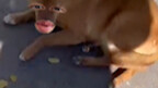 I'm not a real person but you're a real dog