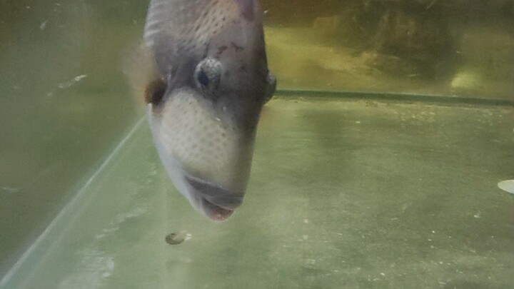 triger fish