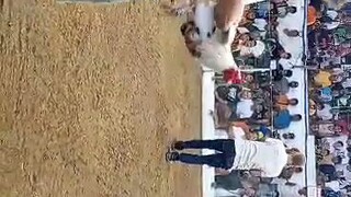 BOSS BOB2 1st figjht loss na last card using maclean leiper x white.. march 2  2024 igay coclpit