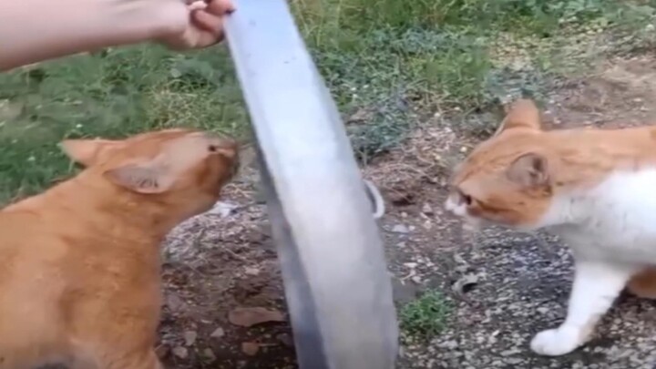 How to mediate a fight between two cats