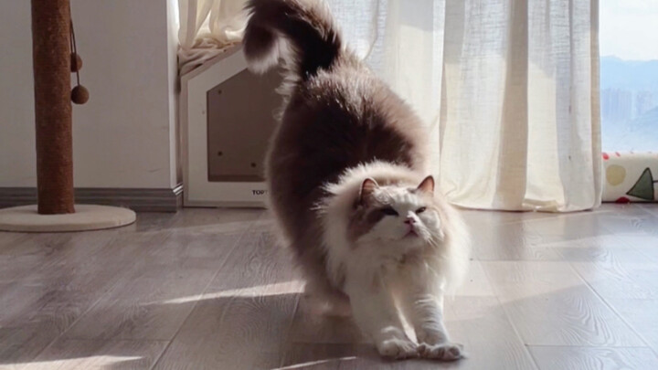 วันนี้ก็เป็นอีกวันที่น้องแมวยี่สิบชั่งต้องเจอดราม่าหนักอีกแล้ว