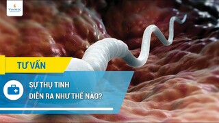 Sự thụ tinh diễn ra như thế nào?