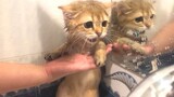 [Động vật] Lần đầu mèo con được tắm, biểu cảm đầy ngây thơ