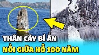 💥Bí ẩn "THÂN CÂY" KHỔNG LỒ DỰNG ĐỨNG nổi giữa hồ suốt 100 năm qua | TIN GIẢI TRÍ