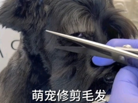 Grooming your pet's fur can save you a lot of money—let's learn how!