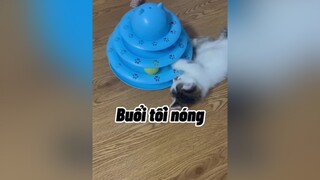 Tối nay hỏng live. Huhu nóng quá ạ cat mèo