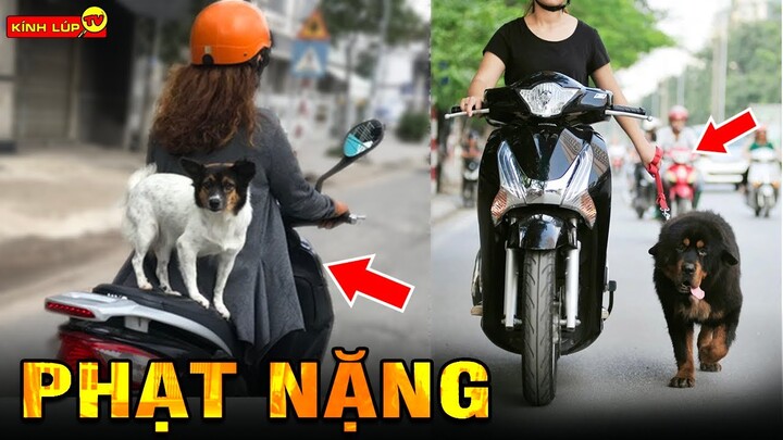 🔥 Mất Tiền Oan Vì Lỡ Quên 10 Luật Cấm Khi Ra Đường Tưởng Chừng Ai Cũng Biết Này I Kính Lúp TV