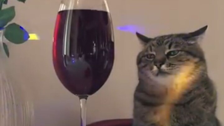 “Elegance Never Goes Out of Style”