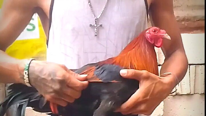 Kepe Backyard Farm.