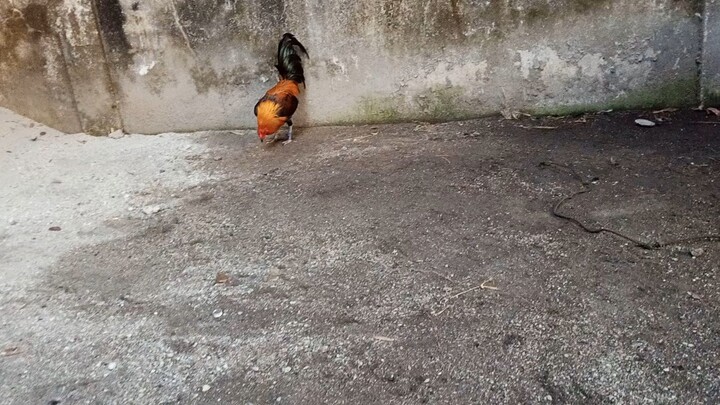 muntik na tumakbo sa lakas ng blackred natin