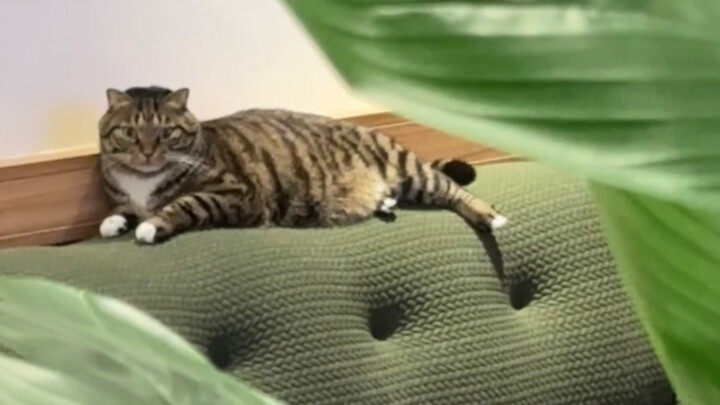 Captured a wild tiger-striped glass treasure vase!