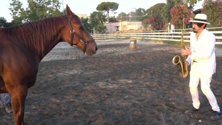 对着动物吹萨克斯，吸引来了牛和马，狮子觉得莫名其妙，狗狗和他吵起来了...