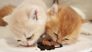 ครั้งแรกที่กินอาหารอิสระของลูกแมวตัวเล็ก ASMR น่ารักเกินไป