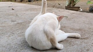 しろねこ