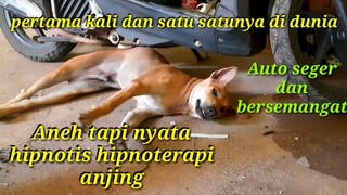 Aneh lucu bikin ngakak hipnotis binatang tanpa di sentuh