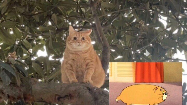 Apakah kucing oranye itu sudah waktunya menurunkan berat badan?