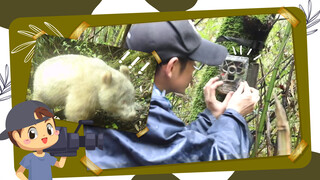 The World's One and Only All-White Giant Panda Turned Golden-White