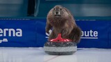 What if silly groundhogs came to the Winter Olympics...