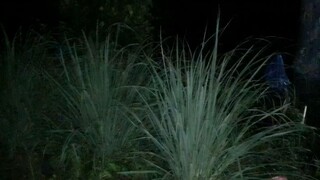 Bác 2 Chú Út Đi Bắt Cóc Về Nấu Nồi Cháo Giữa Đêm Khuya Thắm Tình Làng Quê