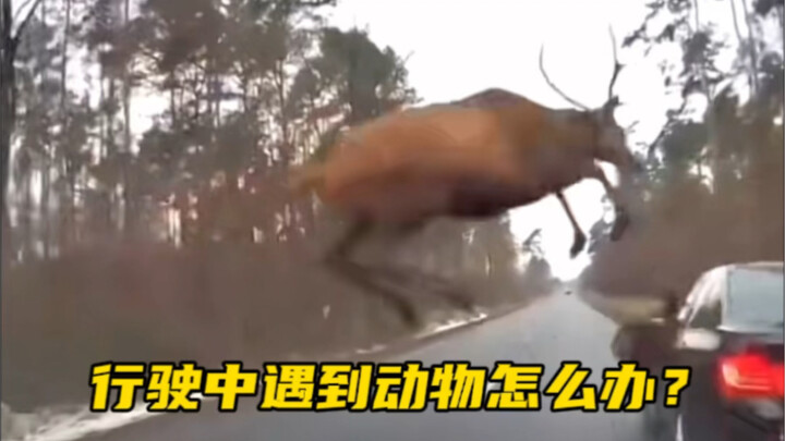 高速行驶中遇到动物窜出马路，我们该如何安全应对，避免事故#行车知识 #出行安全