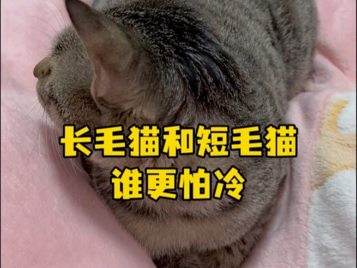 从小在东北长大的长毛逗咪咪好像没有从小在重庆长大的短毛三三抗冻 逗咪咪像极了用惯了暖气的北方人来到南方被冻得不知所措 #白猫 #狸花猫 #弱小可怜又无助