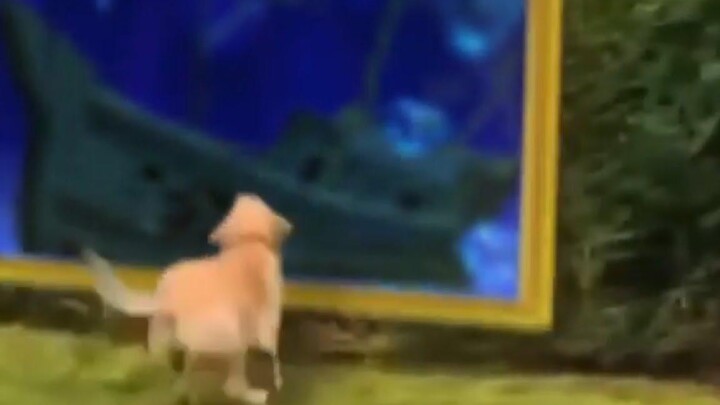 การรวบรวม MEMES ที่ผิดปกติ V76