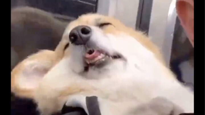 When the New York City subway mandated that pets must be carried in bags, what appeared on the train