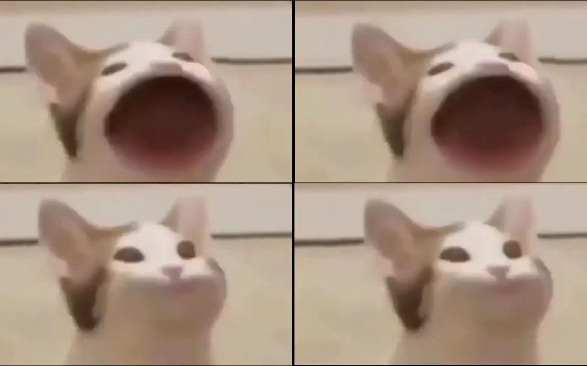 Beluga Meme Cat Head 2.0