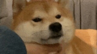 海豹这家伙，好抽象的午睡！