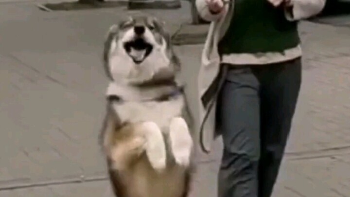 Be a Happy Dog