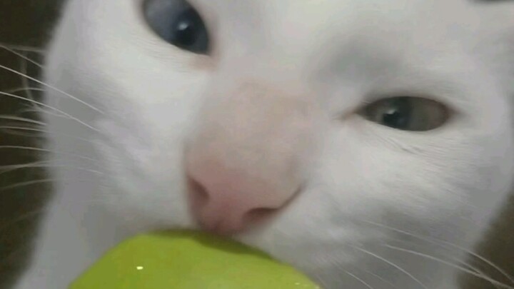 Cui Guan Pear — Wow, Xiao Miao Loves It