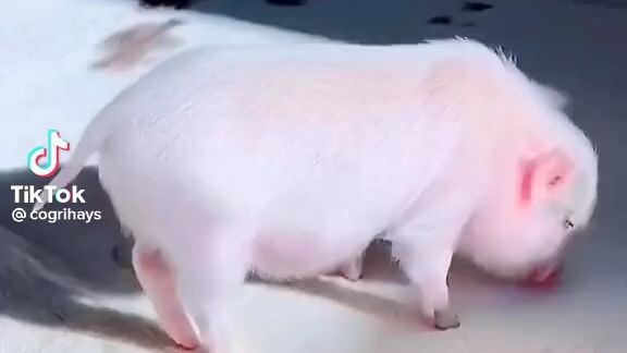 cũng là heo mà sao cute dạ 😍