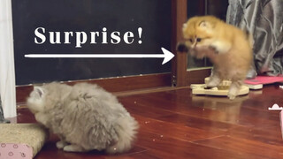 Kitten won't have bad ideas.