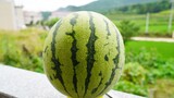 [Handcraft] Carving the face of Liu Bei in the watermelon