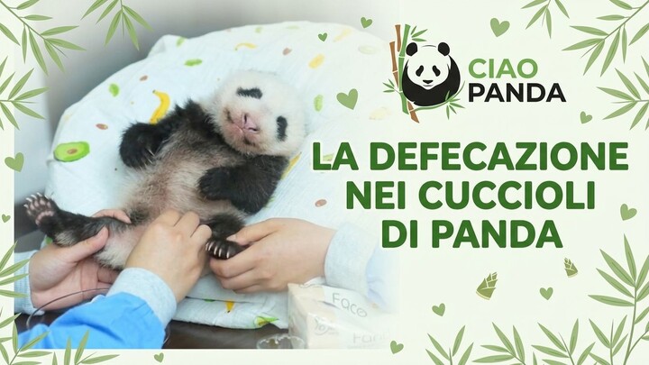 How Do Giant Panda Cubs Poop?  Neonatal Physiology, Maternal Care & Development