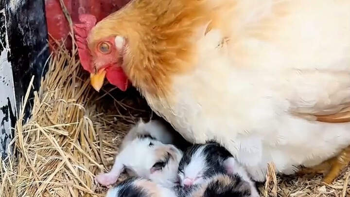 ทำไมแม่ไก่เห็นลูกแมวแล้วถึงลองกกไข่ดูสักหน่อย?