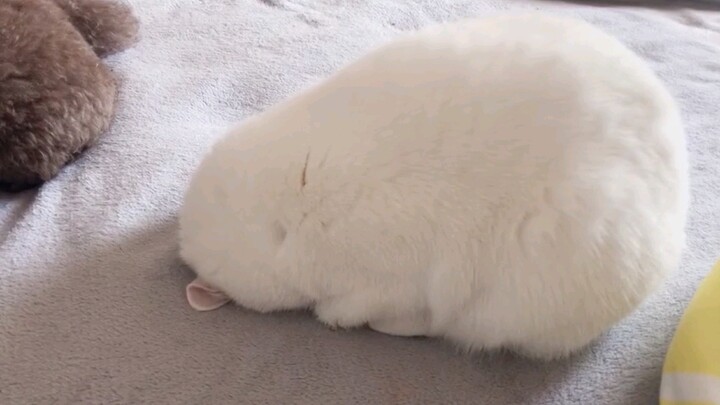 A Cotton Candy