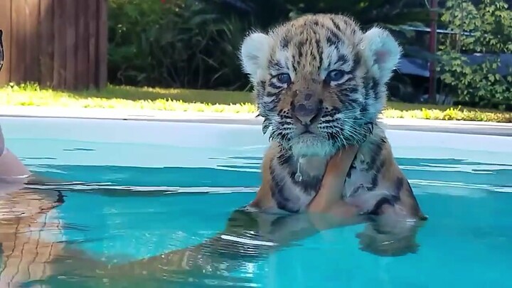 [Super Imut Super Lucu] Bayi Harimau Kecil Belajar Berenang untuk Pertama Kalinya