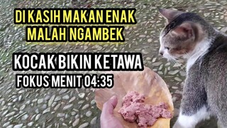 Masya Allah Kucing Di Taman Ini Lucu-Lucu Saat Di Kasih Makan Enak..!